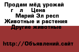 Продам мёд урожай 2017г. 3л. › Цена ­ 1 700 - Марий Эл респ. Животные и растения » Другие животные   